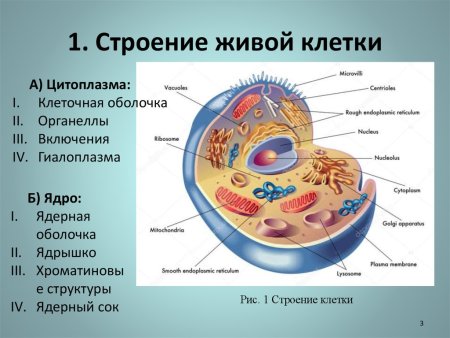 Из чего состоит Живая клетка