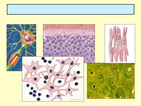 Ткани человека