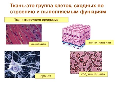 Строение эпителиальной ткани животных таблица