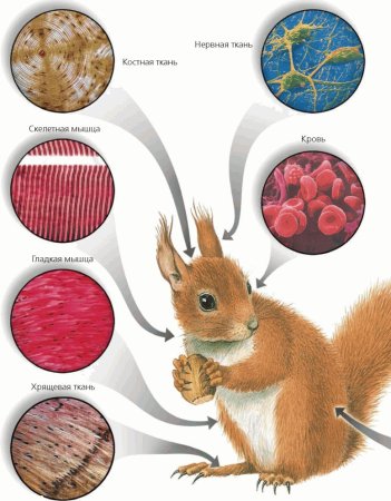 Ткани животных биология