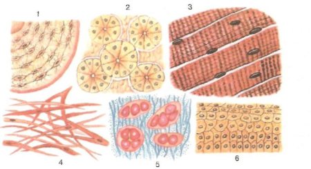 Ткани человека биология 8