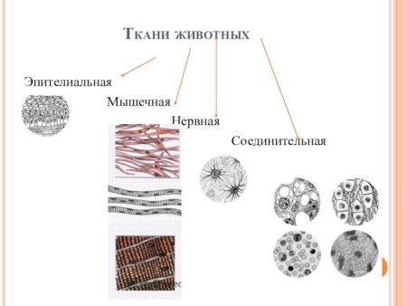 Животные ткани эпителиальная соединительная мышечная