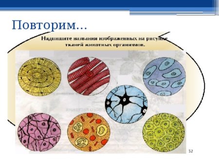 Ткани растений ткани животных 7 класс биология