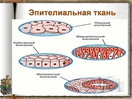 Строение эпителиальной ткани растений