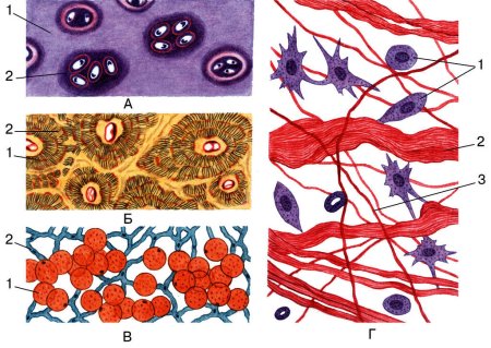 Соединительная ткань анатомия