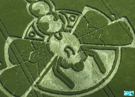 Знаки инопланетян на полях