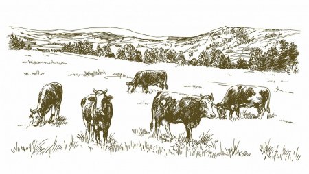 Животные обитающие в поле