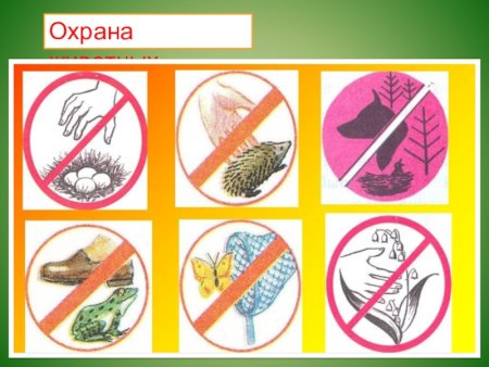 Защита природы и животных