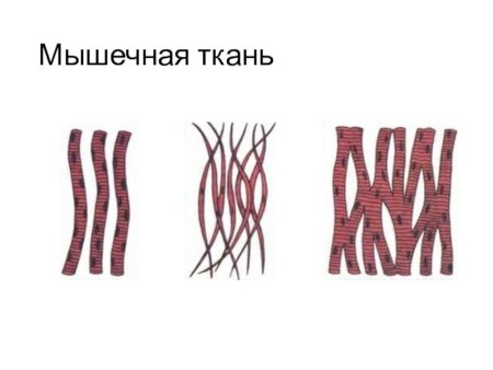 Мышечная ткань