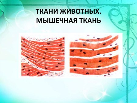 Клетки мышечной ткани животных