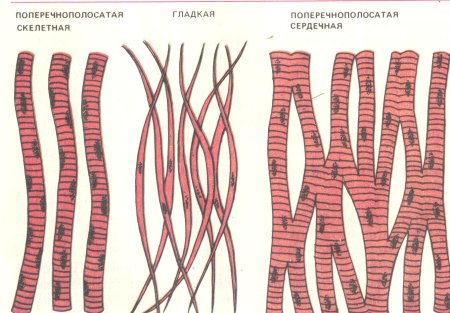 Поперечно исчерченная мышечная ткань