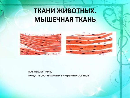 Мышечная ткань