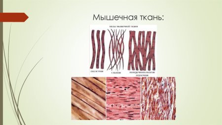 Рисунок мышочный ткани