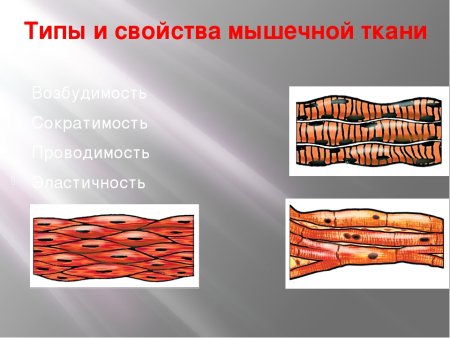 Мышечная ткань человека
