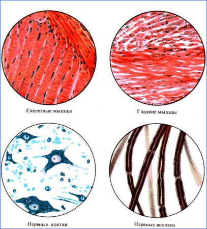 Возбудимые ткани мышечная ткань