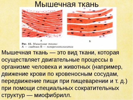 Поперечнополосатая и гладкая мышечная ткань