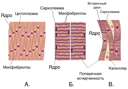 Ткани фото биология