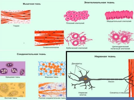 Ткани эпителиальная соединительная мышечная нервная