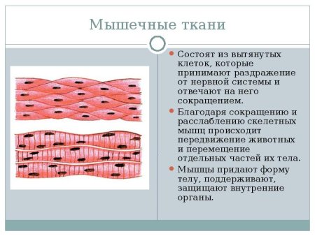 Скелетная мышечная ткань образована клетками