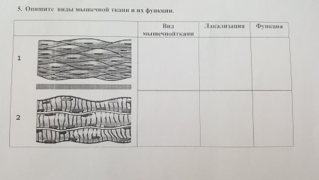 Строение мышечной ткани ЕГЭ