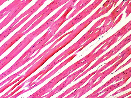 Мышечная ткань животных