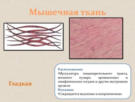 Гладкая мышечная ткань строение и функции и расположение