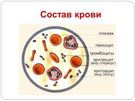 Клетки крови эритроциты лейкоциты тромбоциты рисунок
