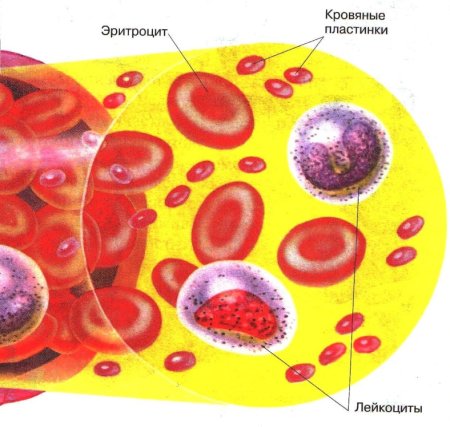 Строение клетки крови человека лейкоцит
