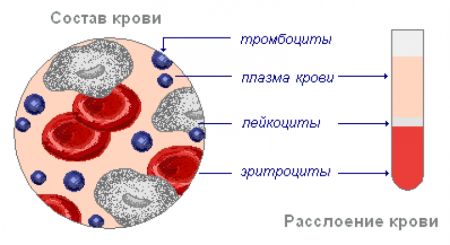Строение крови человека схема