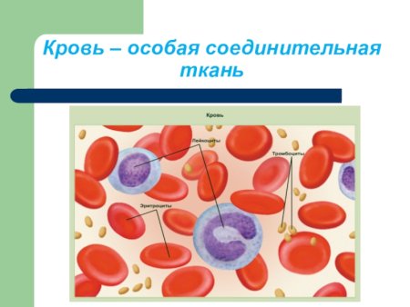 Кровь и лимфа соединительная ткань строение