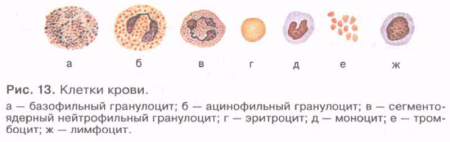 Строение клетки крови человека