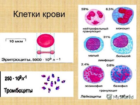 Клетки крови эритроциты лейкоциты тромбоциты рисунок