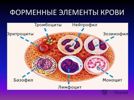Схема строения форменных элементов крови