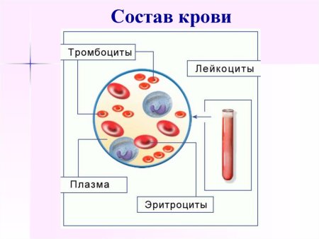 Схема кровь плазма кровяные клетки