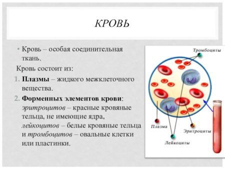 Кровь и лимфа соединительная ткань строение и функции