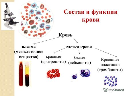 Кровь и элементы крови крупного рогатого скота