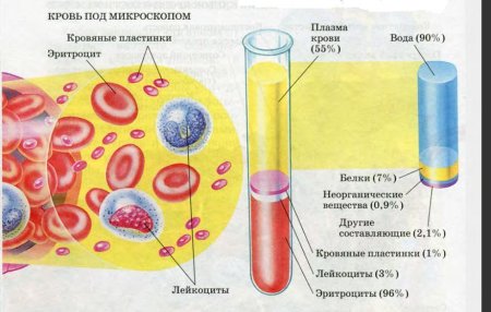 Структуры клеток крови лягушки