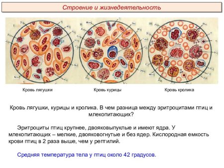 Форменные элементы крови мазок крови лягушки