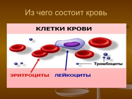 Лейкоциты гистология препарат