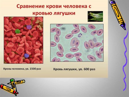 Тромбоциты и эритроциты под микроскопом