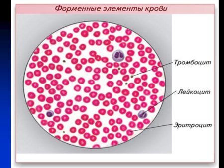 Строение клетки крови эритроциты