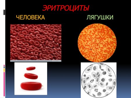 Клетки крови