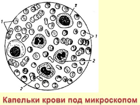 Formed elements of Blood