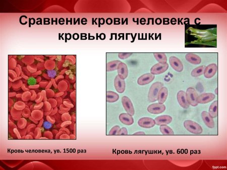 Эритроциты в крови лягушки под микроскопом