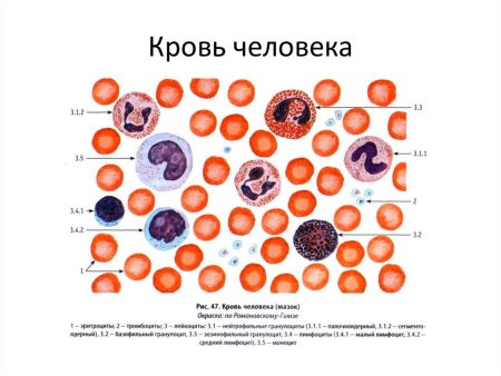 Препарат крови лягушки лейкоциты