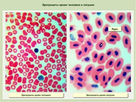 Клетка эритроцита человека строение
