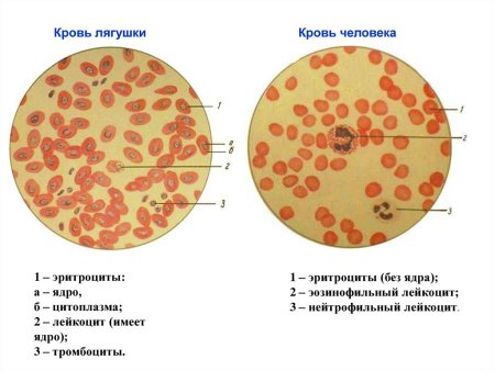Строение и функции клеток крови