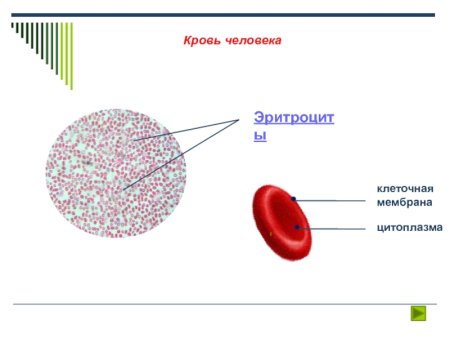 Кровь лейкоциты тромбоциты