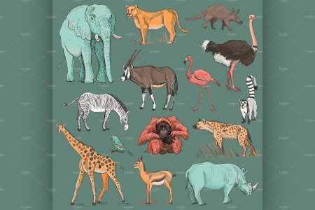 Страус слон Жираф Зебра гиена