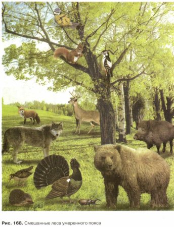 Смешанные и широколиственные леса России Флора и фауна